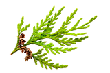 CEDARWOOD ESSENTIAL OIL 10 ML AUSTRALIAN BODY JUNIPERUS VIRGINIANA WOOD OIL