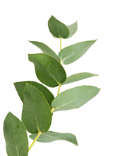 EUCALYPTUS ESSENTIAL OIL 10 ML AUSTRALIAN BODY  EUCALYPTUS GLOBULUS LEAF OIL