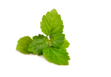 PATCHOULI ESSENTIAL OIL 10 ML AUSTRALIAN BODY POGOSTEMON CABLIN LEAF OIL