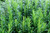 ROSEMARY PLANTATION