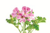 ROSE GERANIUM ESSENTIAL OIL 10 ML AUSTRALIAN BODY PELARGONIUM GRAVEOLENS FLOWER OIL