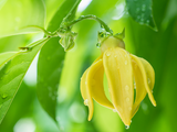 YLANG YLANG ESSENTIAL OIL 10 ML AUSTRALIAN BODY CANANGA ODORATA FLOWER OIL