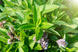 PEPPERMINT ESSENTIAL OIL 20 ML AUSTRALIAN BODY MENTHA PIPERITA LEAF OIL
