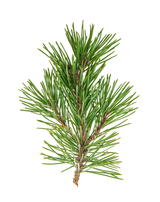 PINE ESSENTIAL OIL 10 ML AUSTRALIAN BODY PINUS SYLVESTRIS LEAF OIL