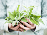 SAGE SALVIA OFFICINALIS ESSENTIAL OIL AUSTRALIAN BODY