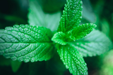 SPEARMINT IN GARDEN AUSTRALIAN BODY ESSENTIAL OIL