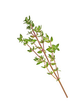 THYME - THYMUS VULGARIS