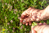 THYME PICKING