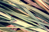 VETIVER - VETIVERIA ZIZANIOIDES ESSENTIAL OIL AUSTRALIAN BODY