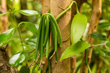 VANILLA BEAN ON PLANT
