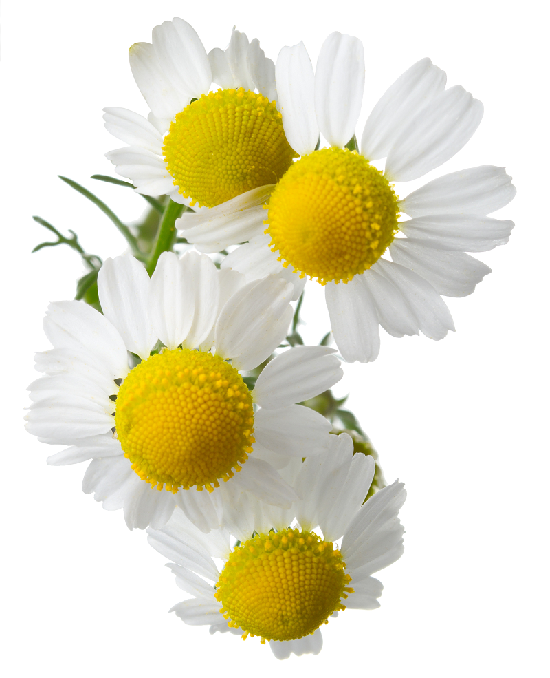 Chamomile (German Blue) 3 Organic Essential Oil in Organic Jojoba