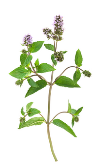PEPPERMINT - MENTHA PIPERITA