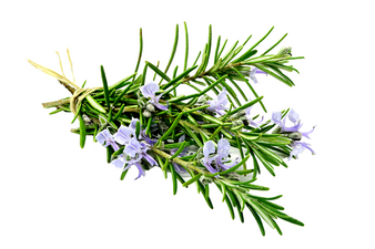 ROSEMARY - ROSMARINUS OFFICINALIS
