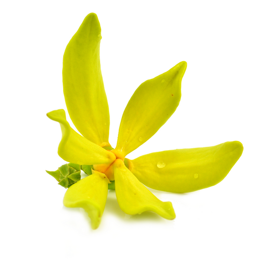 YLANG YLANG FLOWER