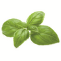 BASIL SWEET - OCIMUM BASILICUM