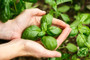 BASIL IN HANDS