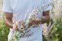 CLARY SAGE - SALVIA SCLAREA