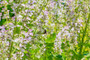 CLARY SAGE FLOWERING IN FIELD
