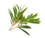 TEA TREE 