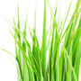 Lemongrass - 100% Pure Essential Oil (10ml)