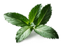 PEPPERMINT LEAVES