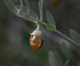 JOJOBA BEAN RIPE WITH HUSK ON PLANT
