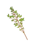 THYME - THYMUS VULGARIS