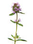 THYME IN BLOOM