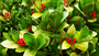 WINTERGREEN BUSH LEAVES & BERRIES
