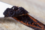 VANILLA BEAN SEED EXTRACT FRESH FROM BEAN