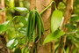VANILLA BEAN ON PLANT