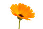 Calendula Infused Oil - Organic (50ml)
