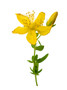 St John's Wort Plant