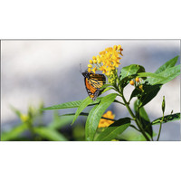 NEC 49" Ultra-Narrow Bezel Display (Brightness 700 cd/m²)