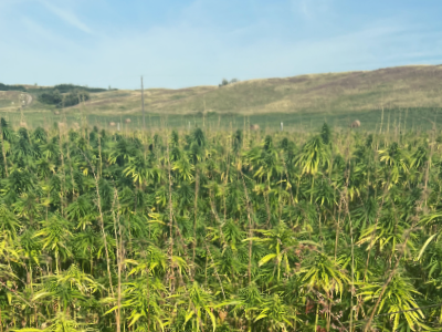 tmbci-hemp-field.png