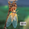 The Cicadas Are Coming!: Invasion of the Periodical Cicadas!
