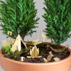 Tiny Camping for your Plant