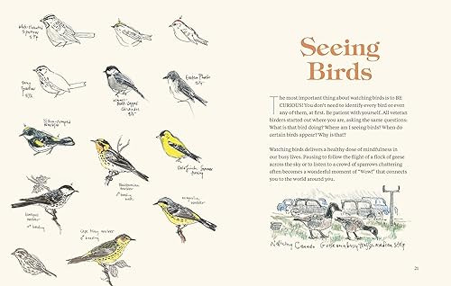 How To Identify Birds: A Beginners Guide