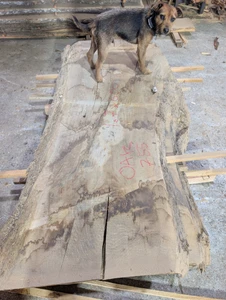 Oak Slab 755