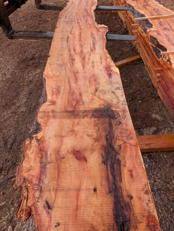 Yew Slab YW008