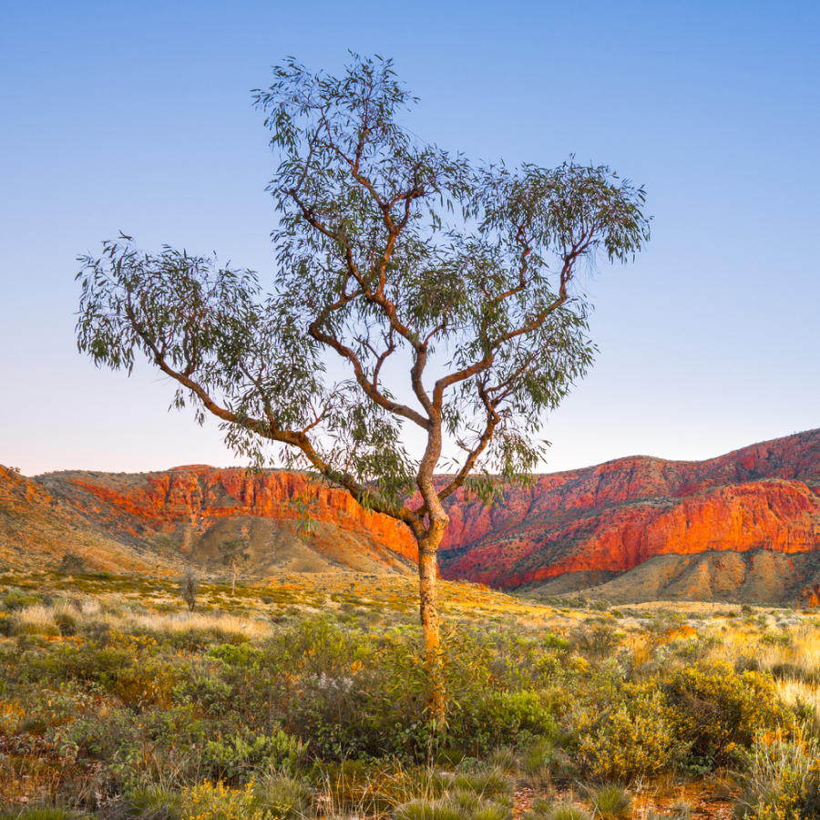A lone tree stands in a vibrant desert landscape, with red rocky cliffs in the background under a clear blue sky.