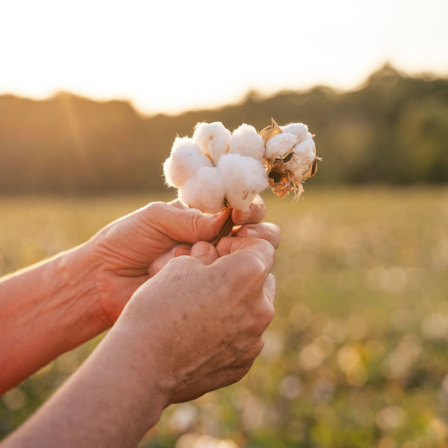 Hands gently hold fluffy cotton bolls in a sunny field, with a soft, blurred background of greenery, evoking a peaceful, rural atmosphere.