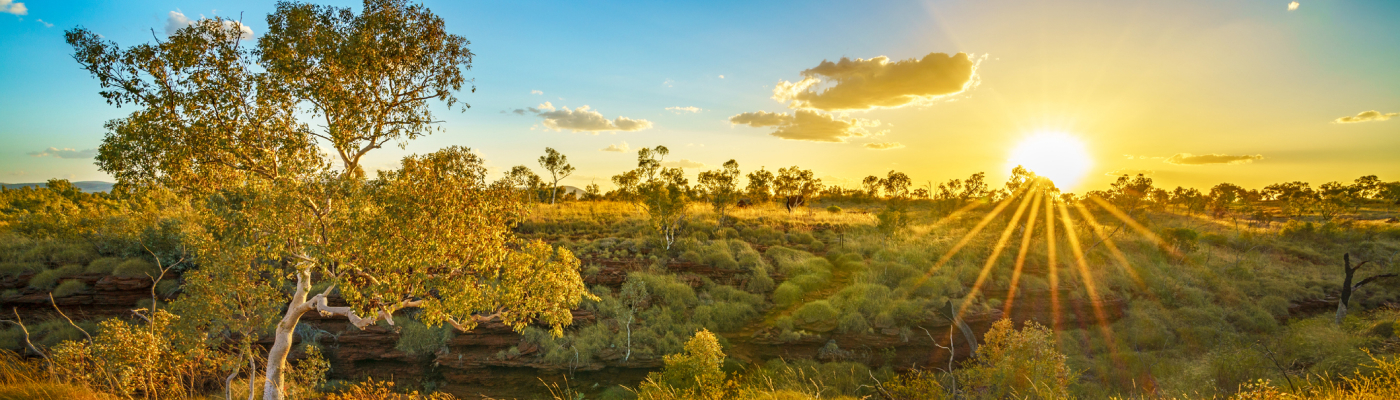 Sunset over an Australian outback landscape with a clear blue sky, vibrant green grasses, and scattered bushes.