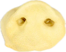 Thin Pig Snout
