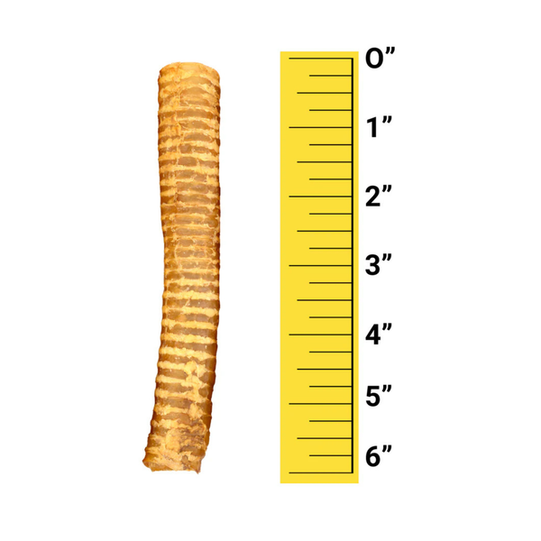 6" Beef Trachea