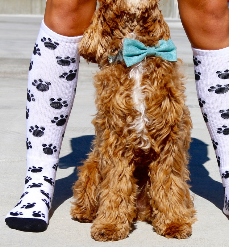 Why does my dog steal my socks? Chrissy's Socks