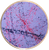 TMS Ultimate Plus Lavender Splatter | Figure Skating Spinner TMSUP-LVS The Mad Spinner