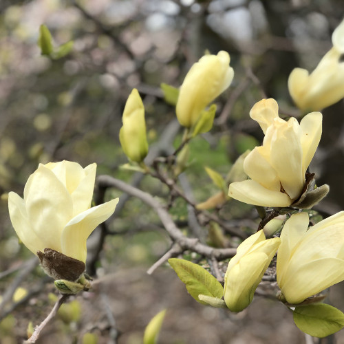 Magnolia 'Elizabeth'