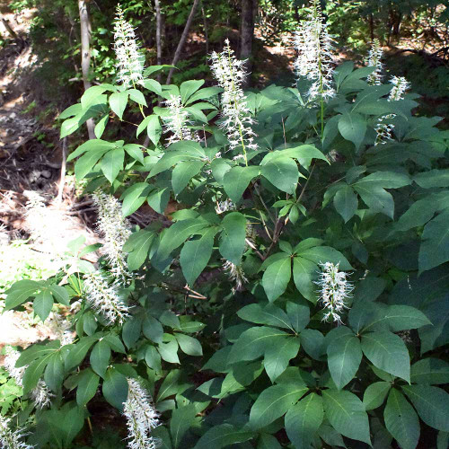 Aesculus parviflora