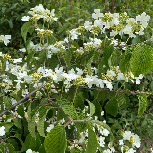 Viburnum p. tomentosum 'Shasta'